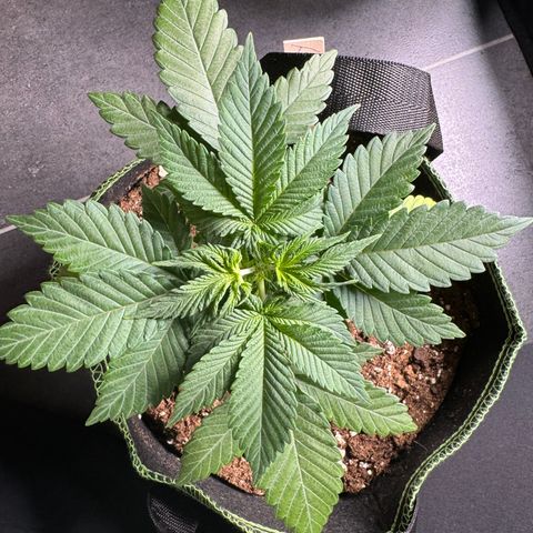 Jacky #2 growlog photo: Nach dem toppen