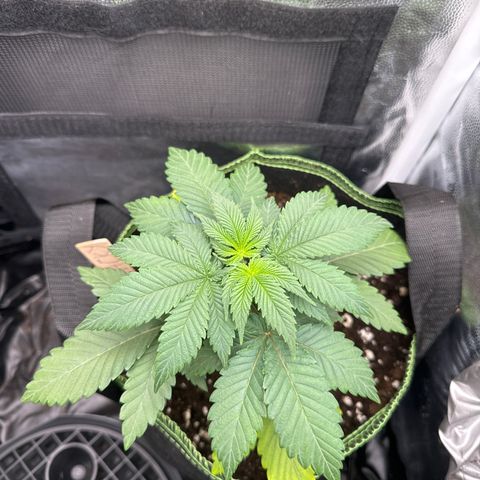 Jacky #2 growlog timeline photo