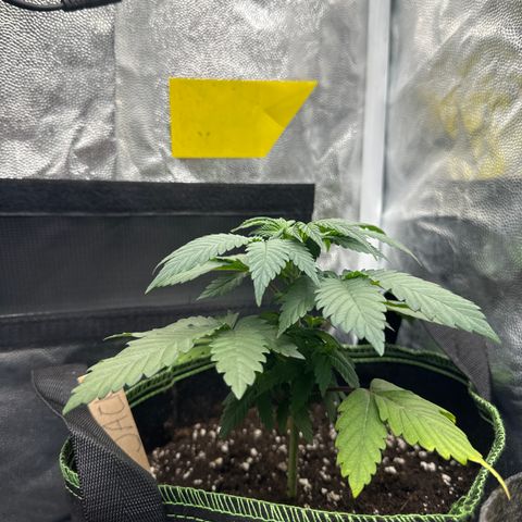 Jacky #2 growlog timeline photo
