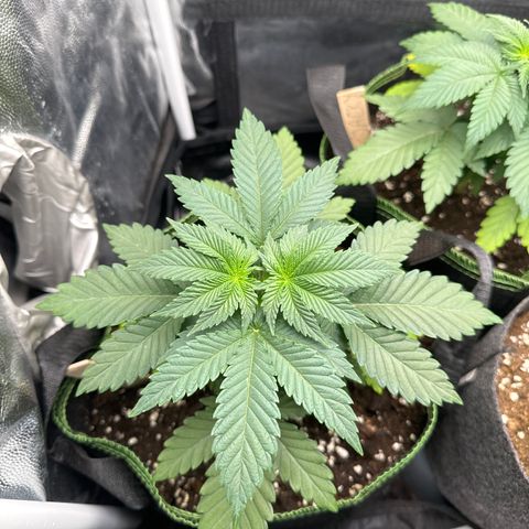 Sadie #1 growlog photo: Nach dem Gießen