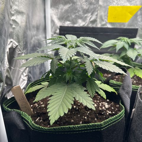 Sadie #1 growlog photo: Nach dem Gießen