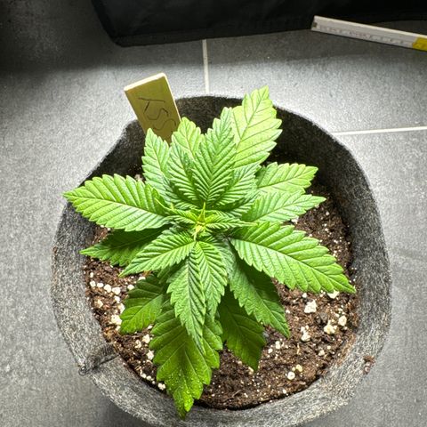 Jessy #3 growlog timeline photo