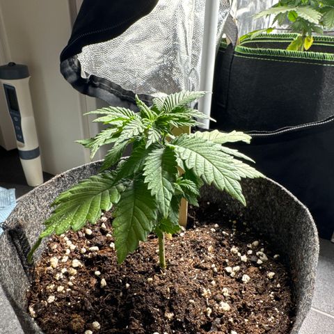 Jessy #3 growlog timeline photo