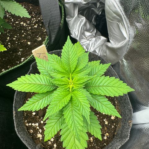 Jessy #3 growlog timeline photo
