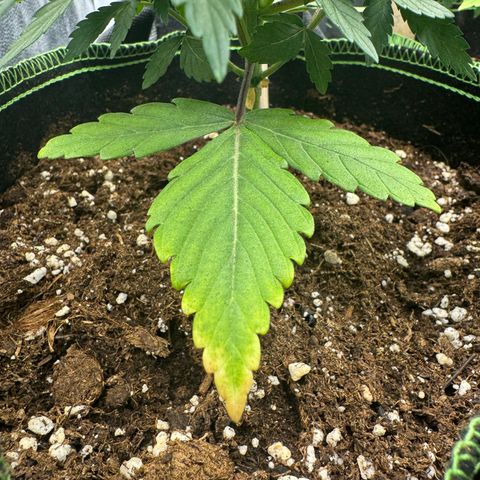 Sadie #1 growlog timeline photo