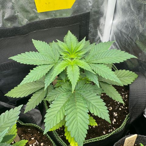 Jacky #2 growlog timeline photo