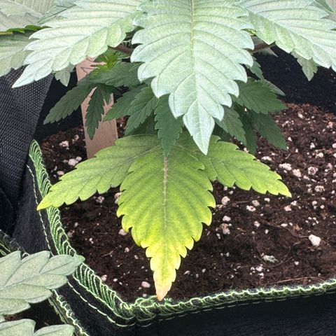 Jacky #2 growlog timeline photo
