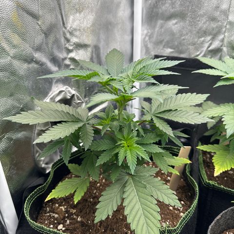 Sadie #1 growlog photo: Nach dem Toppen sieht man nun die zwei neuen Haupttriebe in der Mittte. Bis auf die untersten Blätter sieht die Pflanze gut aus 