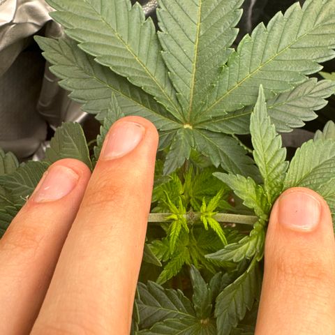 Sadie #1 growlog photo: Nach dem Toppen sieht man nun die zwei neuen Haupttriebe in der Mittte. Bis auf die untersten Blätter sieht die Pflanze gut aus 