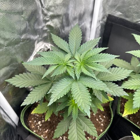 Sadie #1 growlog photo: Nach dem Toppen sieht man nun die zwei neuen Haupttriebe in der Mittte. Bis auf die untersten Blätter sieht die Pflanze gut aus 