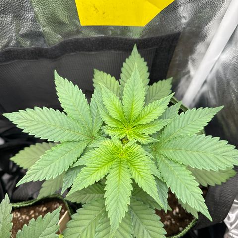 Jacky #2 growlog photo: Hier sind nun auch 2 neue Haupttriebe zu sehen und bis auf die untersten Blätter sieht die Pflanze gut aus 