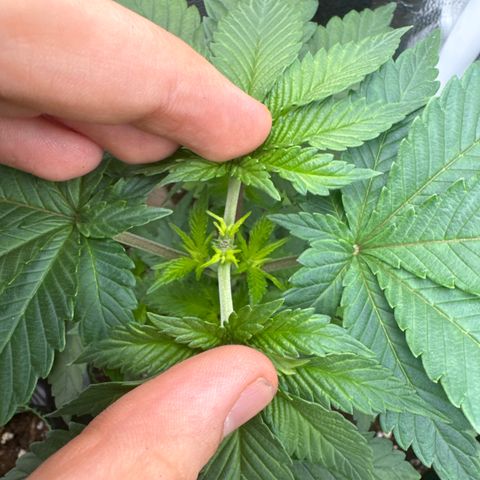 Jacky #2 growlog photo: Hier sind nun auch 2 neue Haupttriebe zu sehen und bis auf die untersten Blätter sieht die Pflanze gut aus 