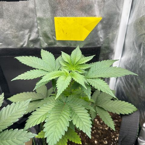 Jacky #2 growlog photo: Hier sind nun auch 2 neue Haupttriebe zu sehen und bis auf die untersten Blätter sieht die Pflanze gut aus 