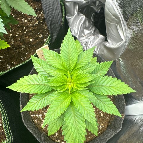 Jessy #3 growlog timeline photo