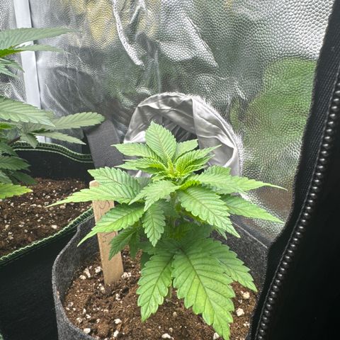 Jessy #3 growlog timeline photo