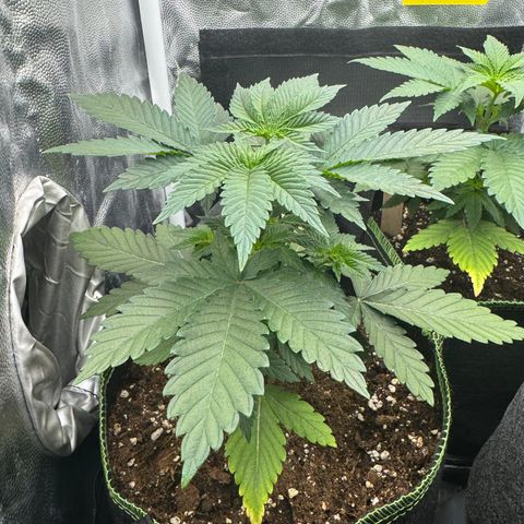 Sadie #1 growlog timeline photo
