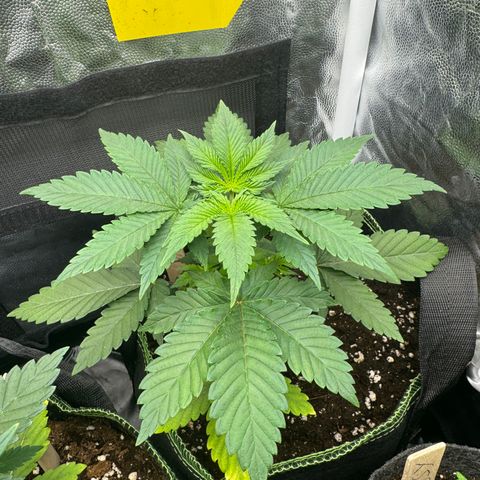 Jacky #2 growlog timeline photo