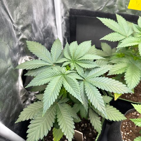 Sadie #1 growlog timeline photo
