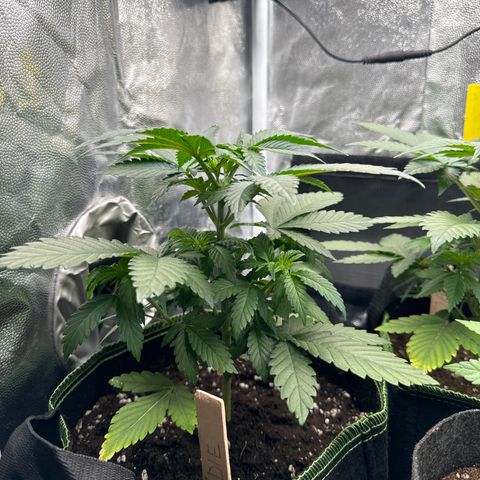 Sadie #1 growlog timeline photo