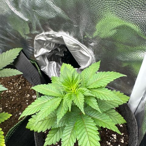 Jessy #3 growlog timeline photo