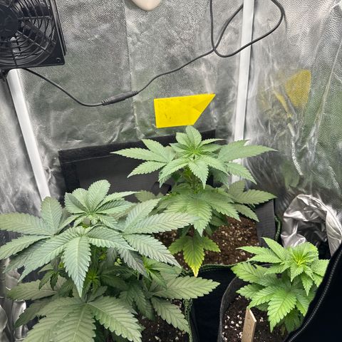 Jacky #2 growlog timeline photo