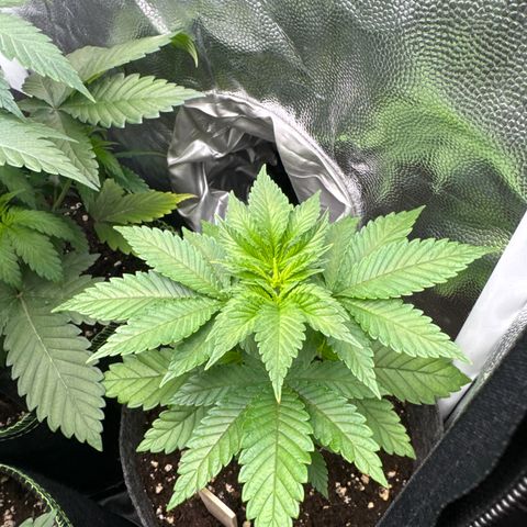 Jessy #3 growlog timeline photo