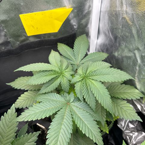 Jacky #2 growlog photo: Nach dem Gießen (Wasser etwas zu warm, 24,1 Grad)