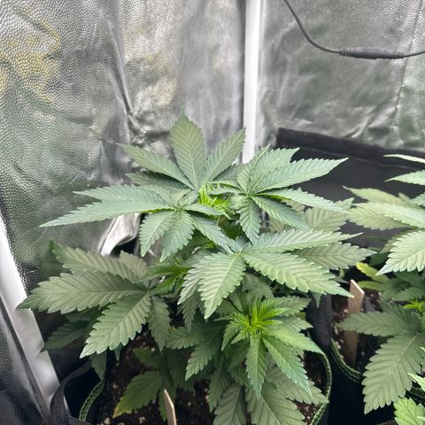 Sadie #1 growlog timeline photo