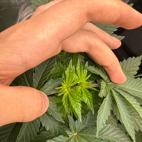Sadie #1 growlog timeline photo