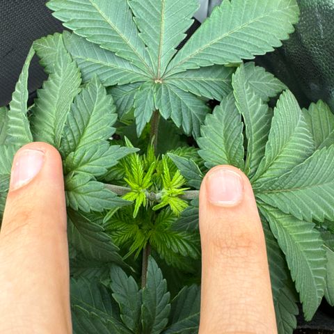 Jacky #2 growlog timeline photo