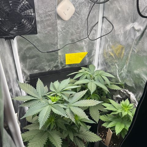 Jacky #2 growlog timeline photo