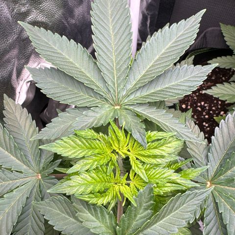 Sadie #1 growlog timeline photo