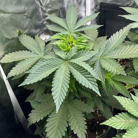 Sadie #1 growlog timeline photo