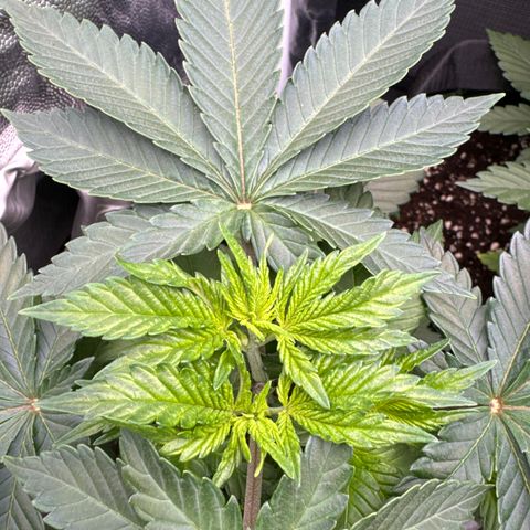 Sadie #1 growlog timeline photo