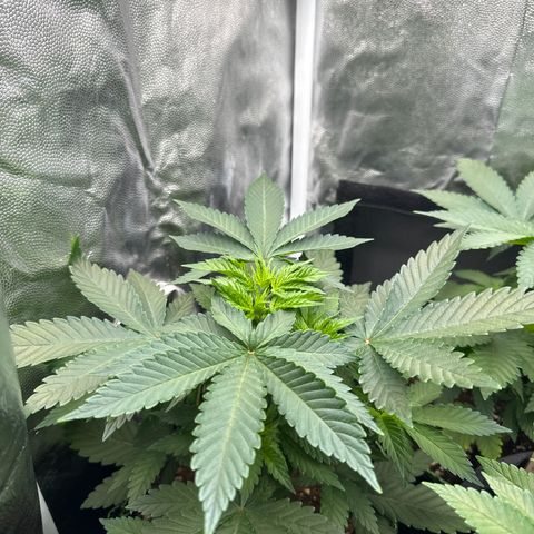 Sadie #1 growlog timeline photo