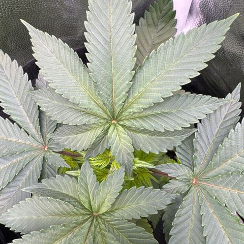Jacky #2 growlog timeline photo
