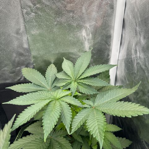Jacky #2 growlog timeline photo