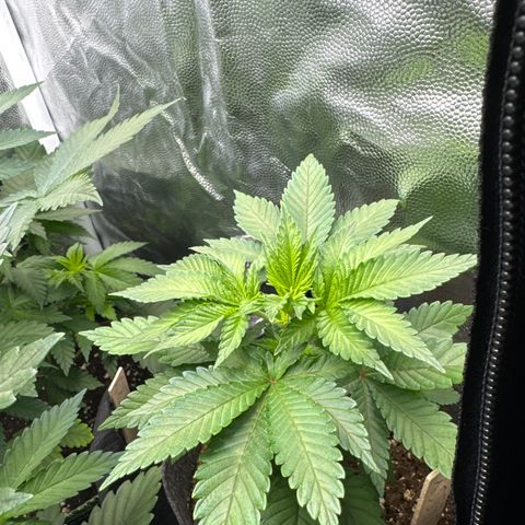 Jessy #3 growlog timeline photo