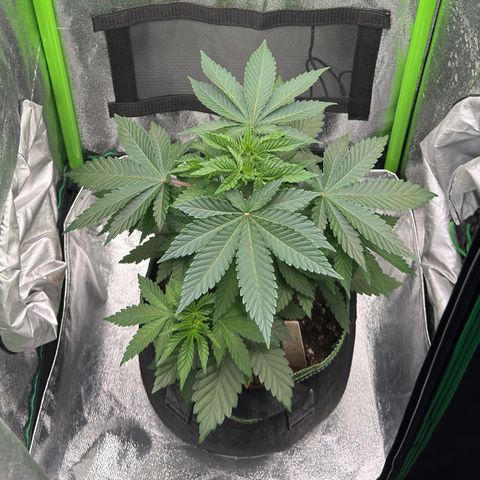 Sadie #1 growlog timeline photo