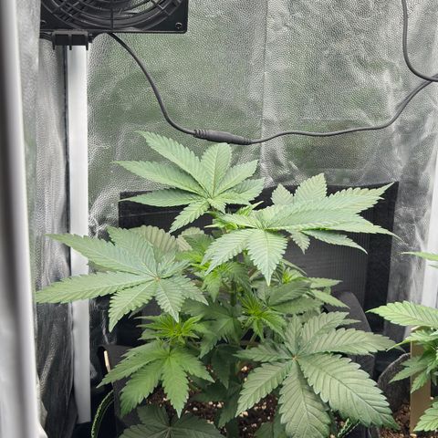 Jacky #2 growlog timeline photo
