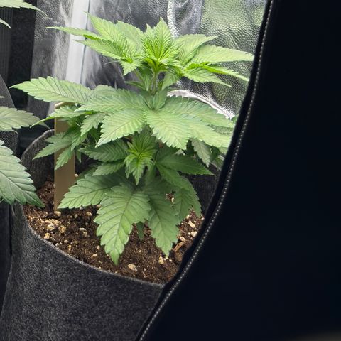 Jessy #3 growlog photo: LST