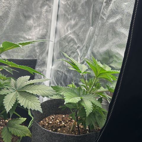 Jessy #3 growlog photo: LST