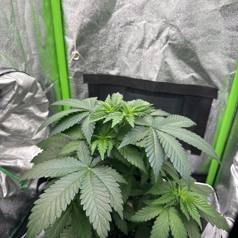 Sadie #1 growlog photo: Blätter hängen wegen zu kalt Wasser 