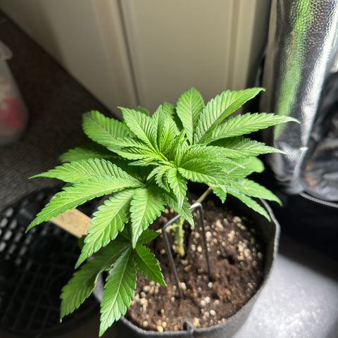 Jessy #3 growlog photo: Hat sonst nicht mehr in die Ecke gepasst 