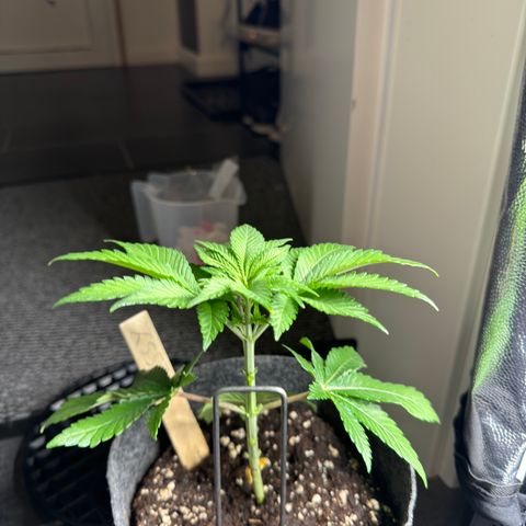 Jessy #3 growlog photo: Hat sonst nicht mehr in die Ecke gepasst 