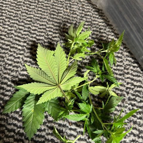Jessy #3 growlog photo: Hat sonst nicht mehr in die Ecke gepasst 