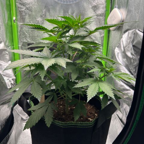 Sadie #1 growlog timeline photo