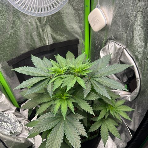 Sadie #1 growlog timeline photo