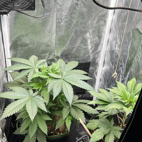 Jacky #2 growlog timeline photo