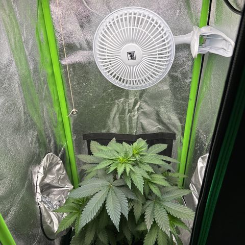 Sadie #1 growlog timeline photo